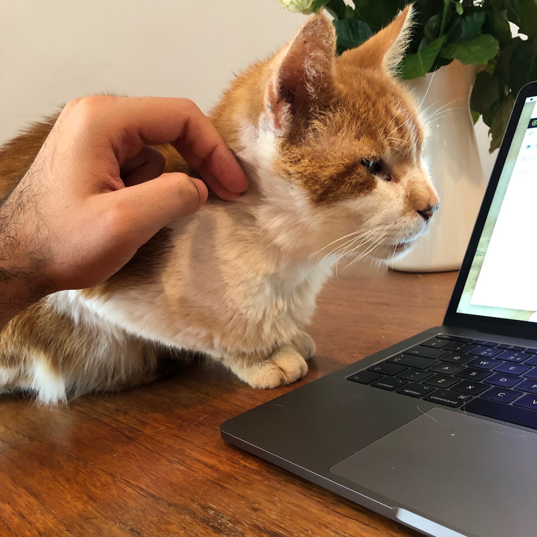 Skippy the cat, with nice ginger and white markins chilling looking at the laptop