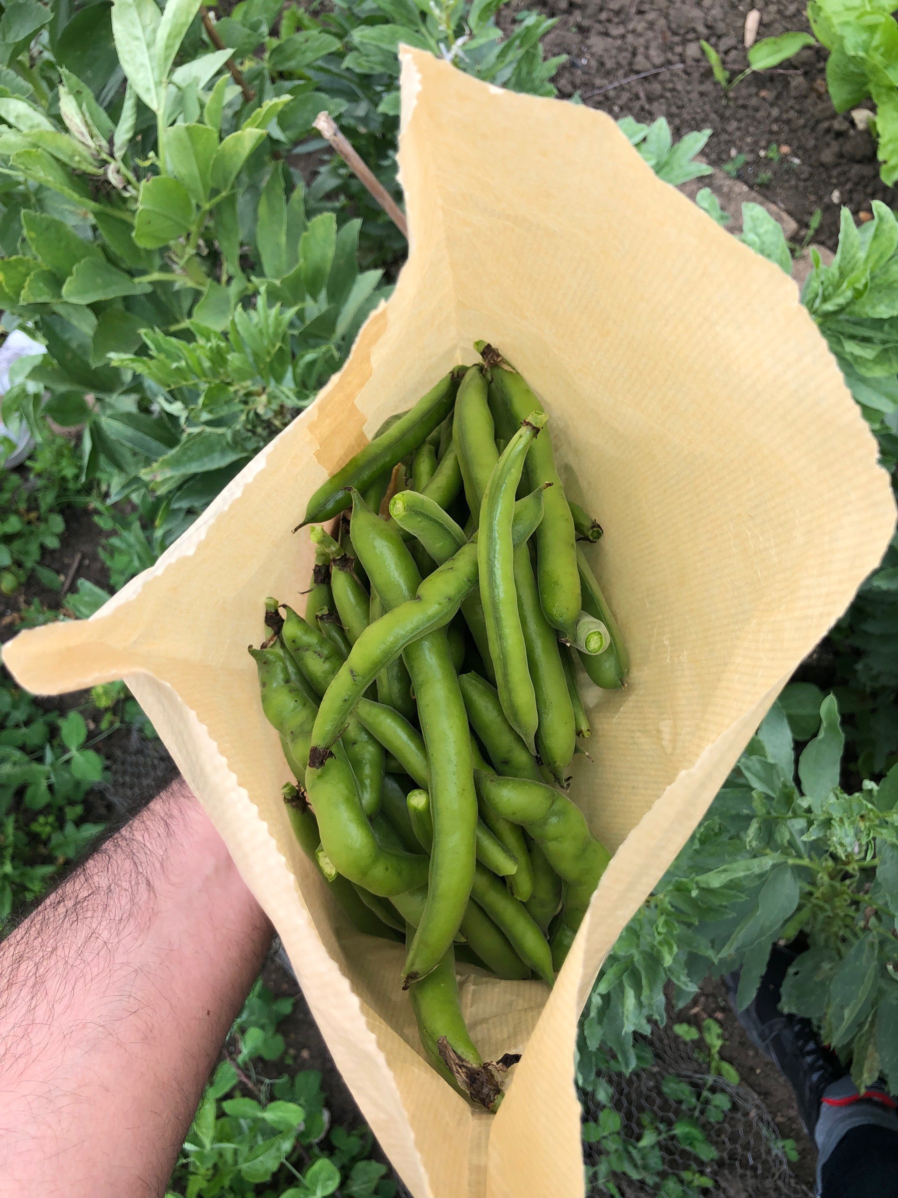 Brown bag with peas and broad beans