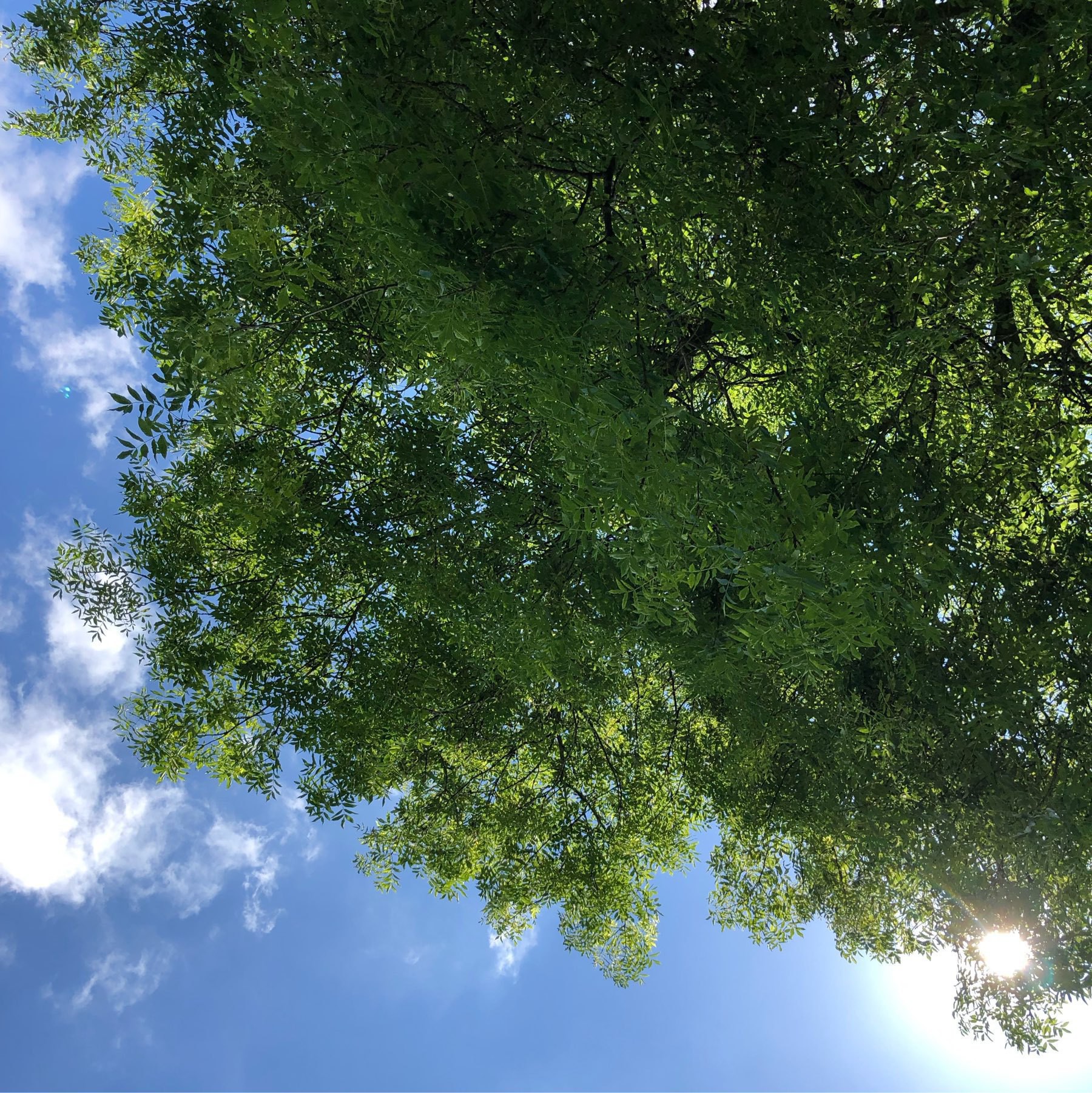 Picture of the sky and the tree above me in the park.
