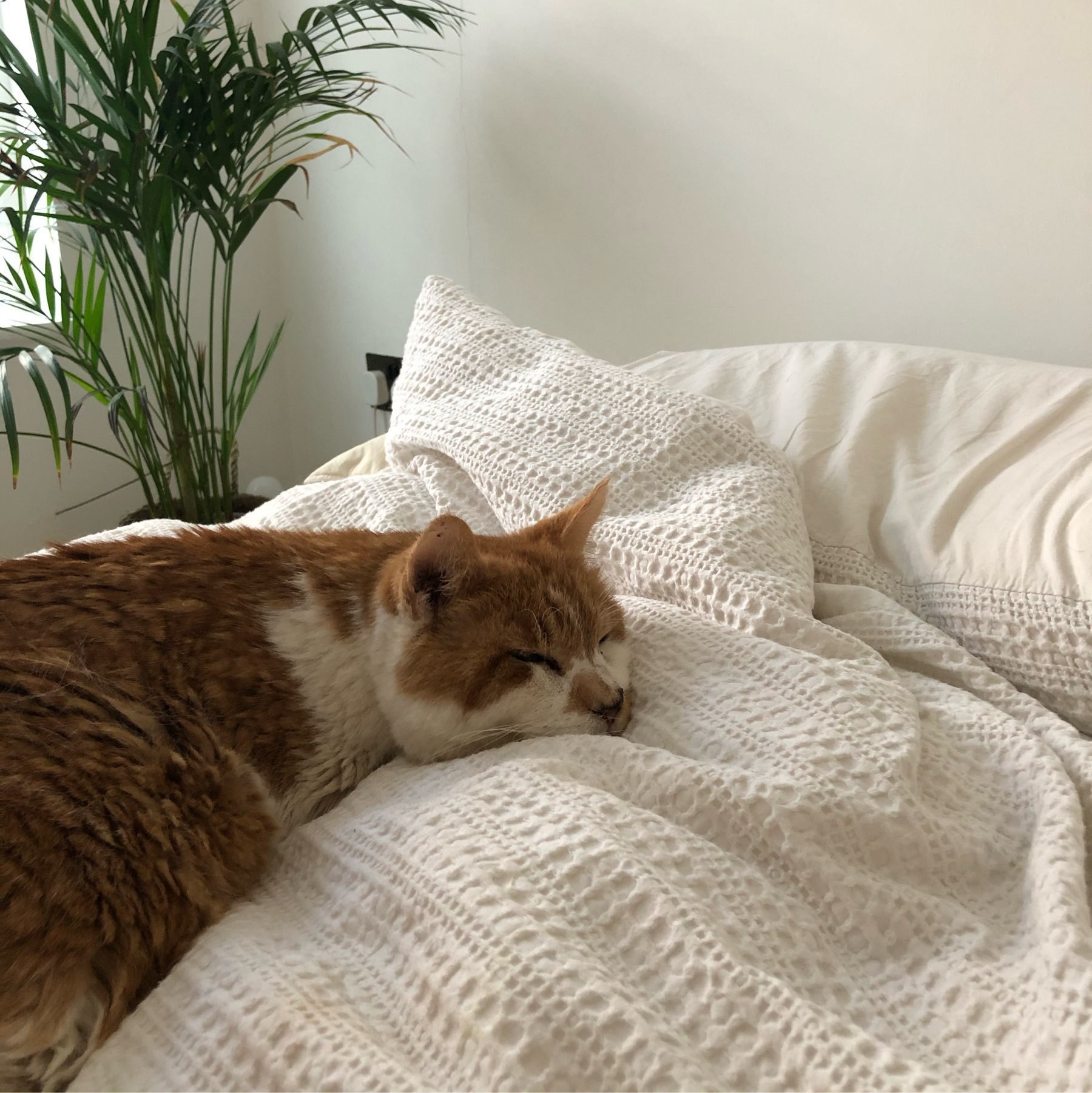 ginger cat sleeping on the bed