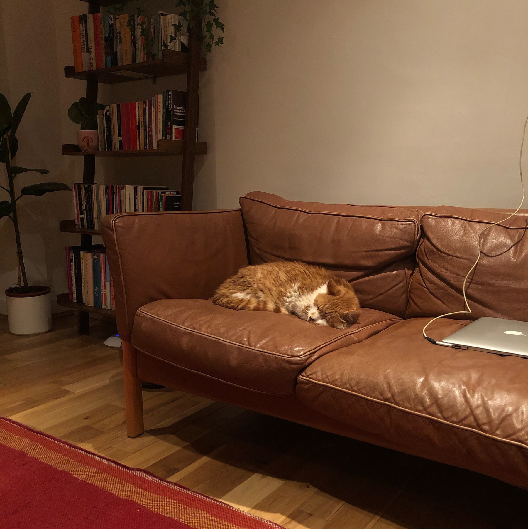 Skippy, ginger cat sleeping in brown sofa