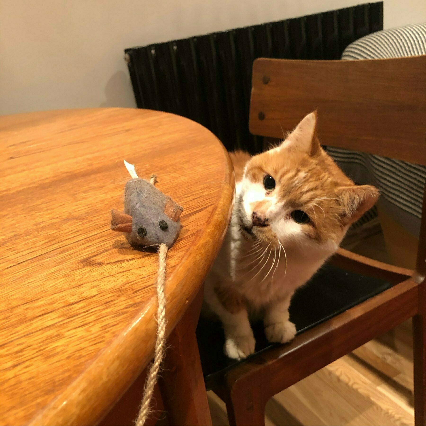 skippy and toy mouse