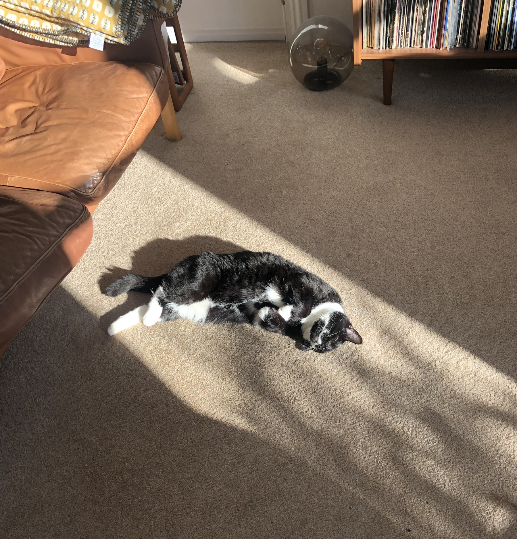 Black cat rolling around in the brown carpet with the sun laying over her