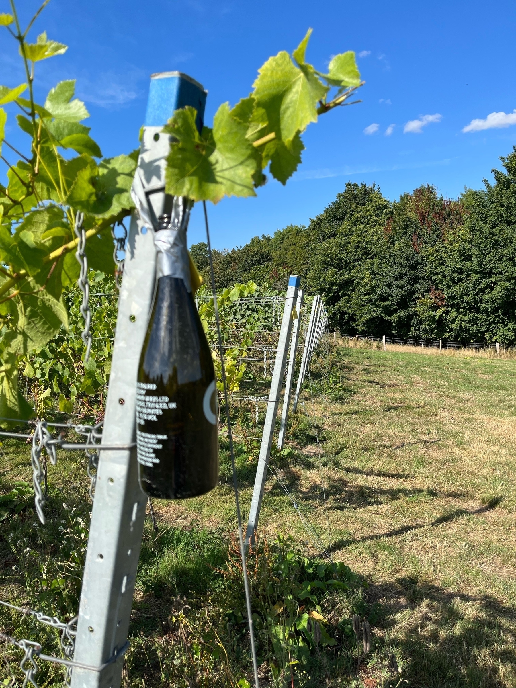 Winery field with a bottle handing on the side of a metal end of the wine row